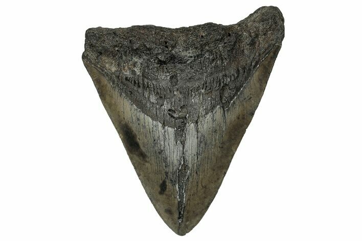 Fossil Megalodon Tooth - South Carolina #356855